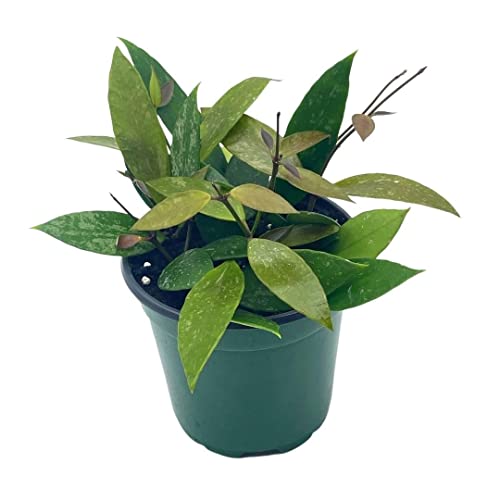 BubbleBlooms Hoya Gracilis, Rare Limited Live Plant, in 4 inch Pot