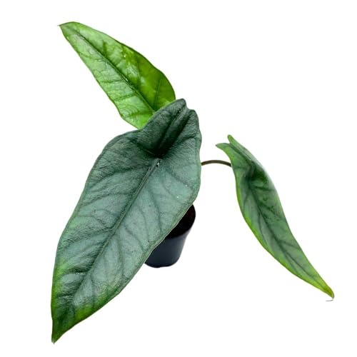 BubbleBlooms Alocasia Dragon's Breath 2 inch Rare Jewel Alocasia Alocasia Heterophylla Tiny Minix Pixie Plant