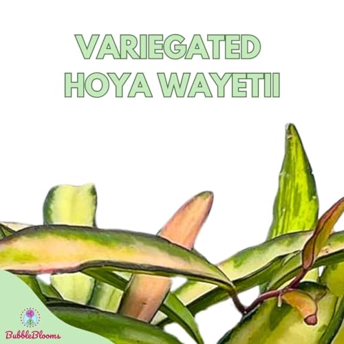 BubbleBlooms Variegated Hoya wayetii, Very Rare Limited Live Plant, in 4 inch Pot