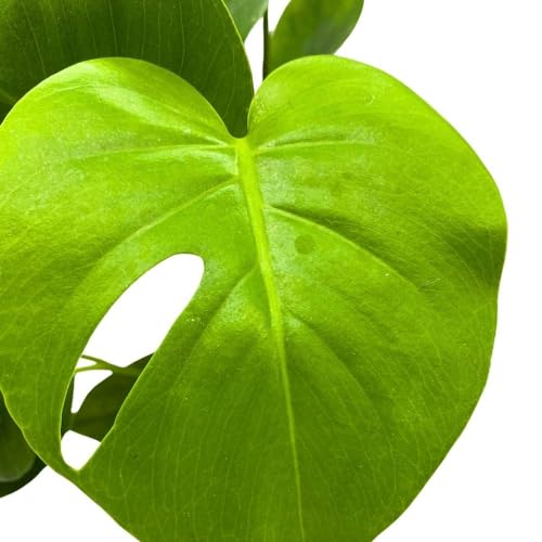 BubbleBlooms Monstera Deliciosa, 4 inch Split-Leaf Philo, Original Swiss Cheese Philodendron, Minimal Holes