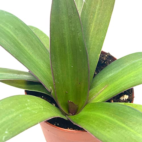 BubbleBlooms Green Moses in The Cradle in a 2 inch Pot Tradescantia spathacea Tiny Mini Pixie Plant