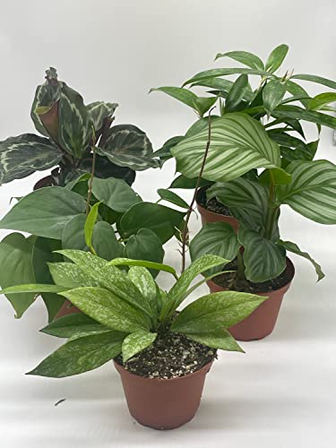 BubbleBlooms Premium Indoor Foliage Assortment, 5 Different Leafy House Plants in 4 inch pots