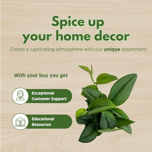 BubbleBlooms Treubii Pothos, Scindapsus Treubii Moonlight, Sterling Silver Plant, Moonlight Pothos in 4 inch Pot