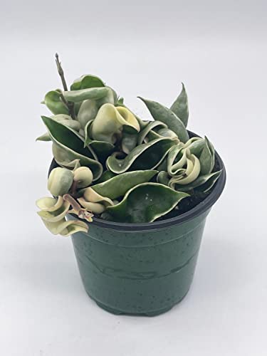 BubbleBlooms Variegated Hindu Rope, Hoya Compacta Carnosa, in a 4 inch Pot