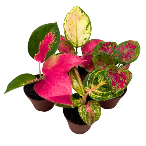 BubbleBlooms Aglaonema Assortment 2 inch Set of 4