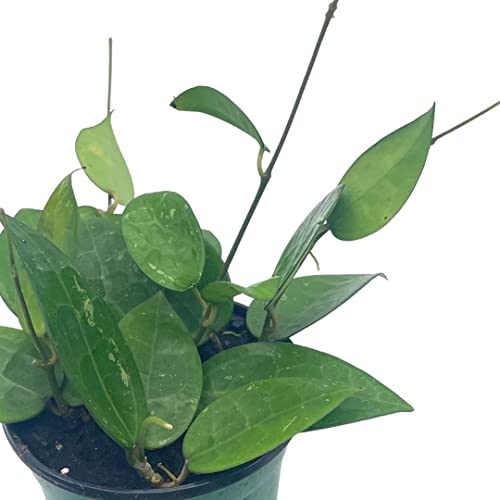 BubbleBlooms Hoya Black Margin, Parasitica, in 4-inch Pot, Rare Limited Collectors Plant