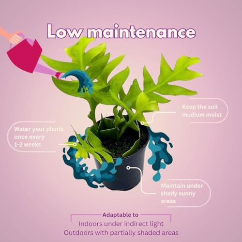 BubbleBlooms Sharktooth Fern in a 4 inch Pot Selenicereus chrysocardium