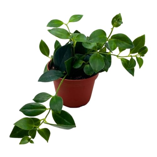 BubbleBlooms Lipstick Plant in a 4 inch Pot Lip Stick Vine Aeschynanthus radicans