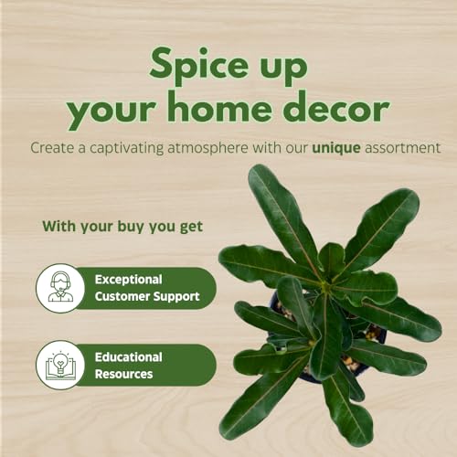 BubbleBlooms Desert Rose Famille Rose in a 4 inch Pot Extremely Rare Flower