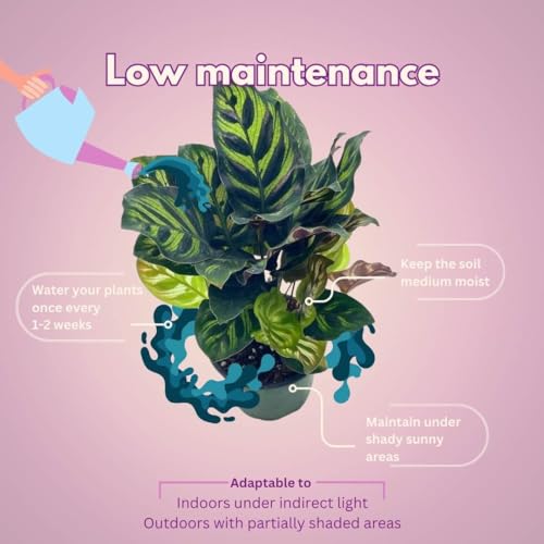 BubbleBlooms Calathea Makoyana, Peacock Plant in a 4 inch Pot Cathedral Calathea, Prayer Plant