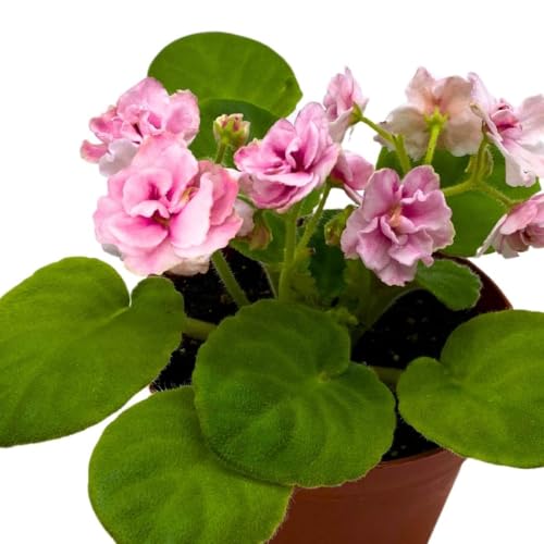 Harmony Foliage African Violet Aca's Pink Delight 4 inch Gesneriad