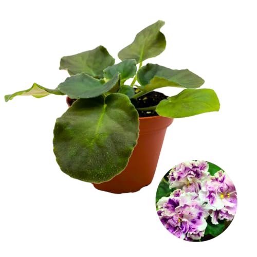 Harmony Foliage African Violet LE Aisedora 4 inch White Purple Ruffle