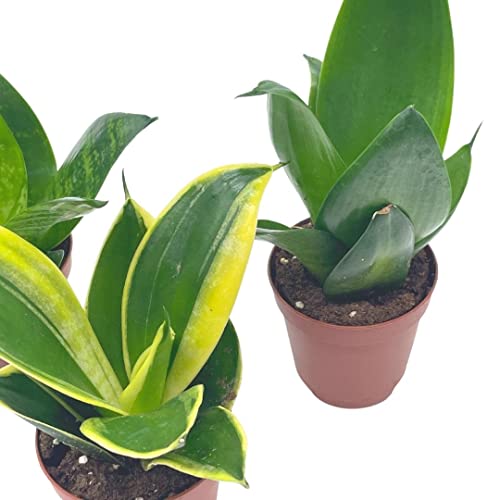 BubbleBlooms Sansevieria Trifasciata Assortment 3 Different Dwarf Rosette-Shaped Snake Plants in 2 inch pots