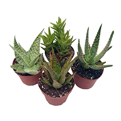 BubbleBlooms Aloe Assortment, Aloe Vera Variety Set of 4 in 4 inch pots, Barbados Cape Plant Gift Asphodelaceae