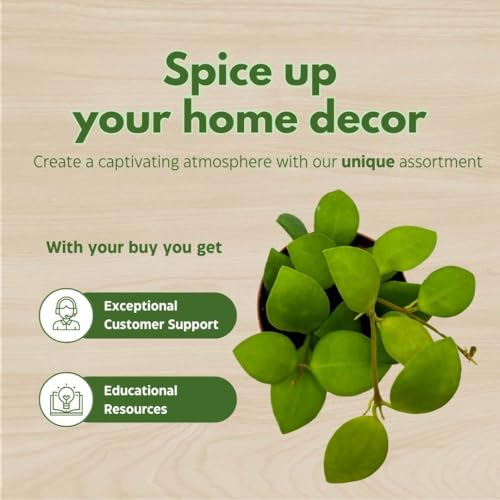 BubbleBlooms Hoya Hueschkeliana 2 inch