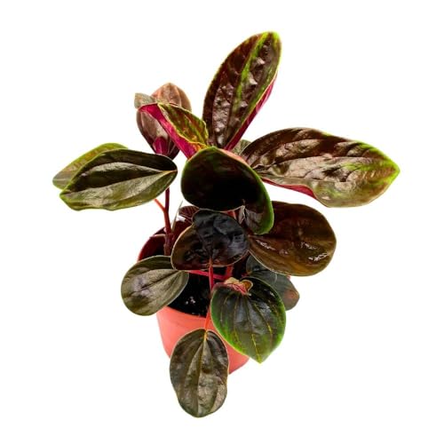Harmony Foliage Peperomia Rugosa in a 4 inch Pot Olive Brown Green Streaks Rare Pep