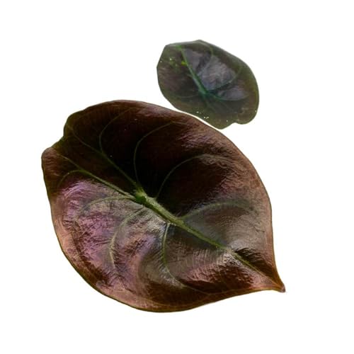 BubbleBlooms Alocasia Red Secrets, 2 inch Cuprea Rare Jewel Alocasia Starter Tiny Mini Pixie Plants
