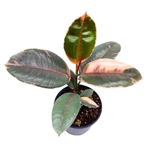 BubbleBlooms Ficus Elastica Ruby, 4 inch Ficus Ruby Indian Rubber Tree