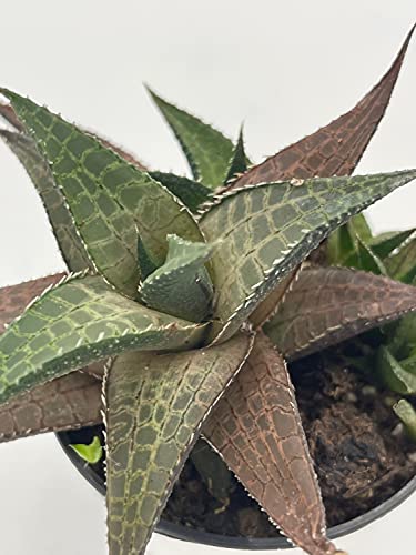 BubbleBlooms Haworthia venosa/Haworthiopsis Tessellata/Venstertjie/Haworthiopsis venosa