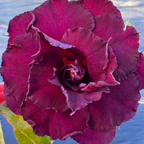 BubbleBlooms Desert Rose Wild Purple in a 4 inch Pot Extremely Rare Flower