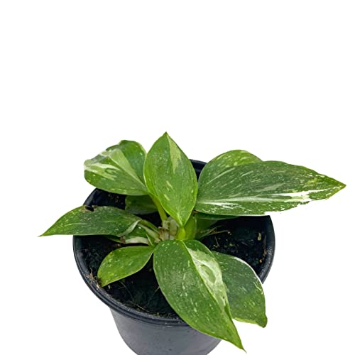 BubbleBlooms Philo White Wizard in a 4 inch Pot Rare Variegated Philodendron erubescens