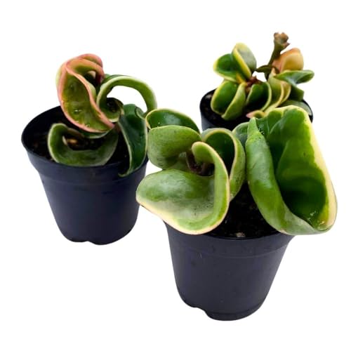 BubbleBlooms Hoya Variegated Hindu Rope 2 inch Set of 3 Crinkle Wax Plant Porcelain Flower Tiny Mini Pixie Plants