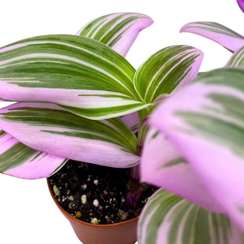 BubbleBlooms Tradescantia Nanouk 2 inch Set of 3 Fantasy Venice Wandering Dude Albiflora Spiderwort Tiny Mini Pixie