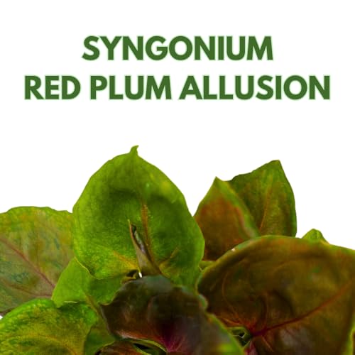 BubbleBlooms Syngonium Red Allusion in a 2 inch Pot Tiny Mini Pixie Plant