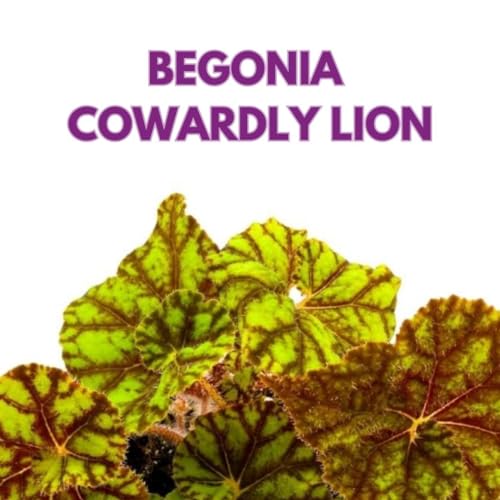 Begonia Rhizomatous Cowardly Lion in a 4 inch Pot Yellow Spiral Rhizo