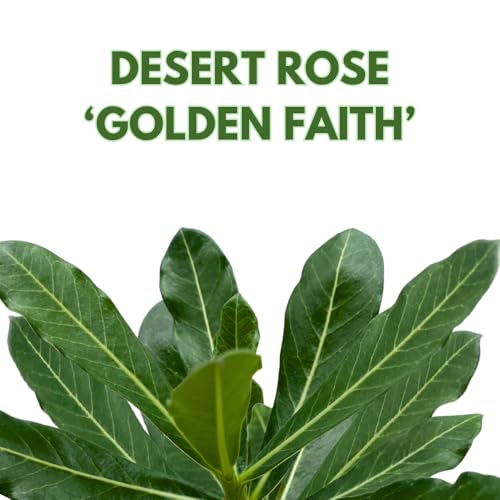BubbleBlooms Desert Rose Golden Faith in a 4 inch Pot Extremely Rare Flower