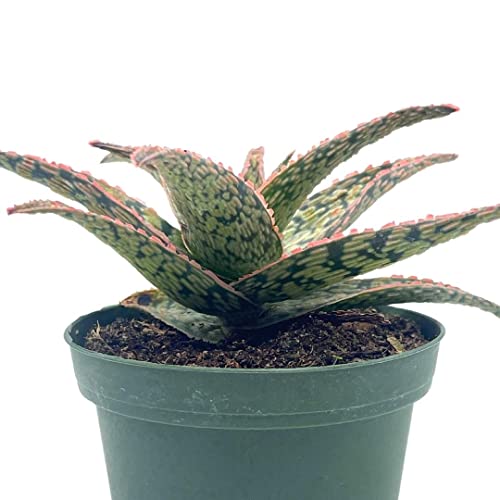 BubbleBlooms White Aloe in a 4 inch Pot Aloe rauhii Reynolds, Snowflake Aloe