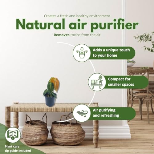 BubbleBlooms Black Gold Philo, 4 inch Philodendron melanochrysum, Very Rare houseplant