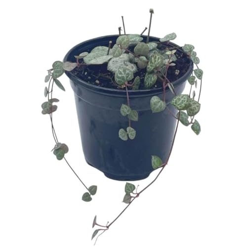 BubbleBlooms String of Hearts, Ceropegia woodii, in a 4 inch Pot