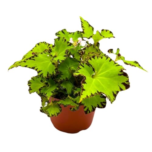 Begonia Jive Rhizomatous Rhizo in a 6 inch Lime Green