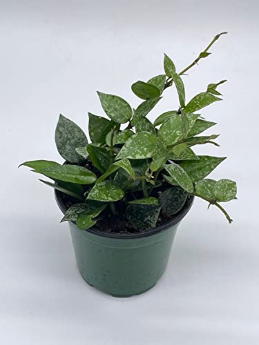 BubbleBlooms Hoya Krohniana in a 4 inch Pot Silver Splash Variegated, Rare Hoya