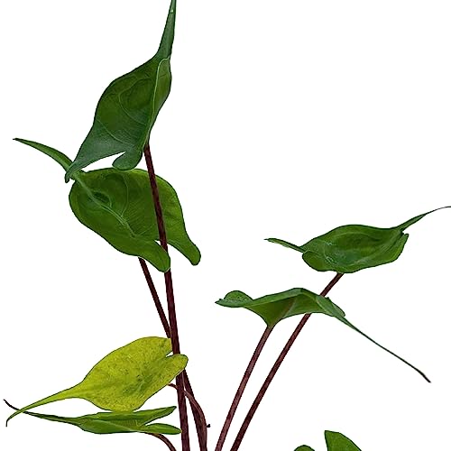 BubbleBlooms Alocasia Stingray, Alocasia Macrorrhiza, Giant Taro, Elephant Ear in 2 inch Pot