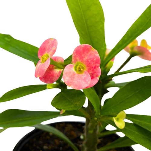 BubbleBlooms Crown of Thorns in a 5 inch Pot Flowering Euphorbia Milii