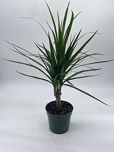 BubbleBlooms Dragon Tree, Madagascar Dragonplant, Dracaena marginata Hort. Dragontree in a 4 inch Pot Rare House Plant