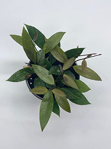 BubbleBlooms Hoya Gracilis, Rare Limited Live Plant, in 4 inch Pot