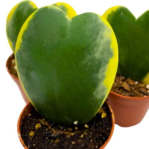 BubbleBlooms Variegated Hoya Kerrii, 2 inch Set of 3, Sweetheart Plant Valentine Tiny Mini Pixie Plants
