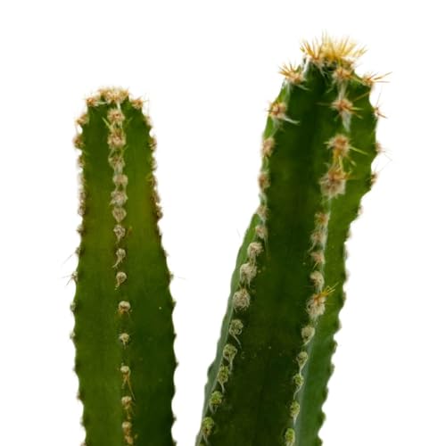 BubbleBlooms Acanthocereus tetragonus Fairy Castle Cactus, in a 2 inch Pot