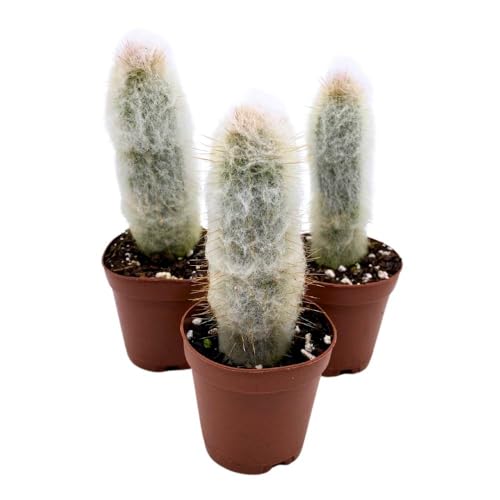 BubbleBlooms Silver Torch Cactus Cleistocactus strausii, 2 inch Set of 3, Wooly Torch Tiny Mini Pixie
