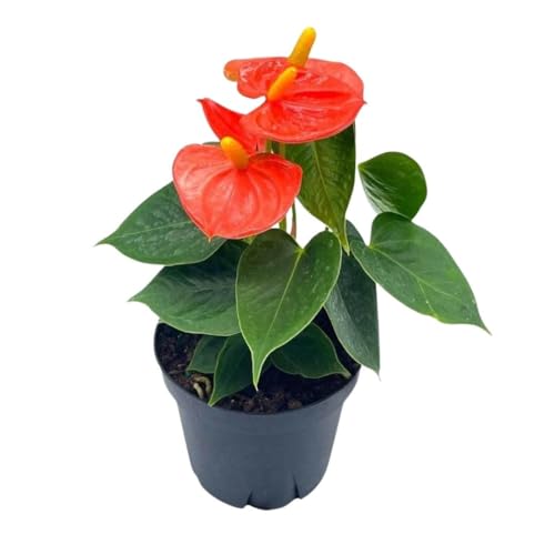 BubbleBlooms Anthurium Coral, Orange - ish in a 4 inch Pot Heart Shaped Leaf