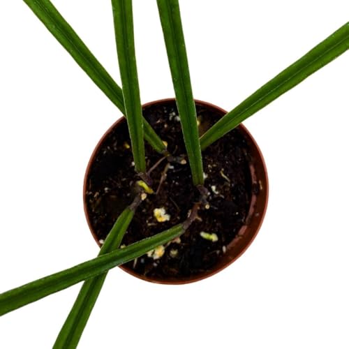 BubbleBlooms Hoya Insularis in a 2 inch Pot