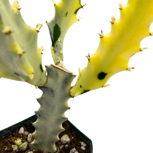BubbleBlooms Ghost Variegated Euphorbia Trigona, 2.5 inch, White African Milk Tree, Albino Cactus