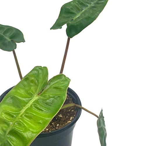 BubbleBlooms Philodendron Billietiae in a 4 inch Pot Very Rare Philo Washboard Abs Plant