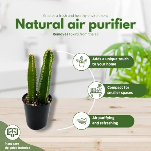 BubbleBlooms Acanthocereus tetragonus Fairy Castle Cactus, in a 2 inch Pot