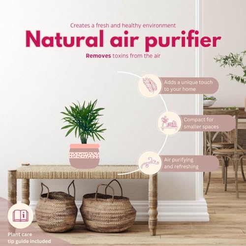 BubbleBlooms Bamboo Palm in 4 inch Pot, Chamaedorea Parlor Palm, Clustered Reed Cane Palm