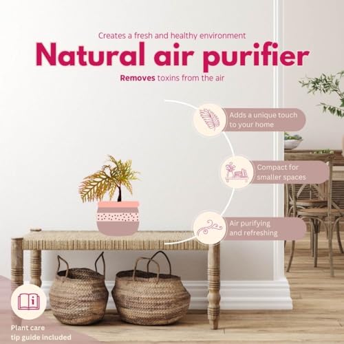 BubbleBlooms Begonia bipinnatifida, 2 inch Fern Leaf Begonia Pink Flower