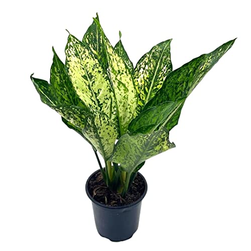 BubbleBlooms Aglaonema Snow White, in a 4 inch Pot
